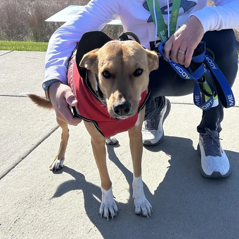 An adult medium-sized female Yellow / Tan / Blond / Fawn Basenji dog named Marsha for adoption in Potomac, MD