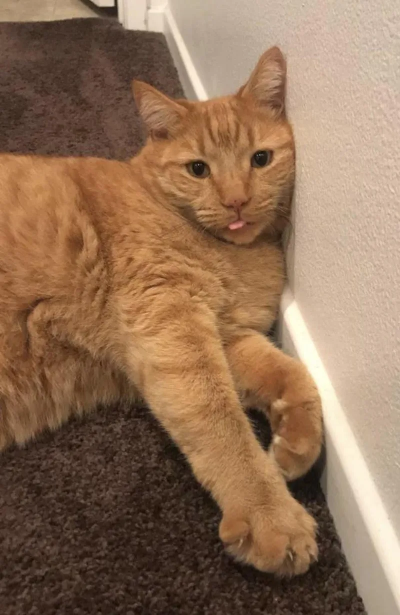 A senior large-sized male Orange / Red Domestic Short Hair cat named Tigger for adoption in La Jolla, CA