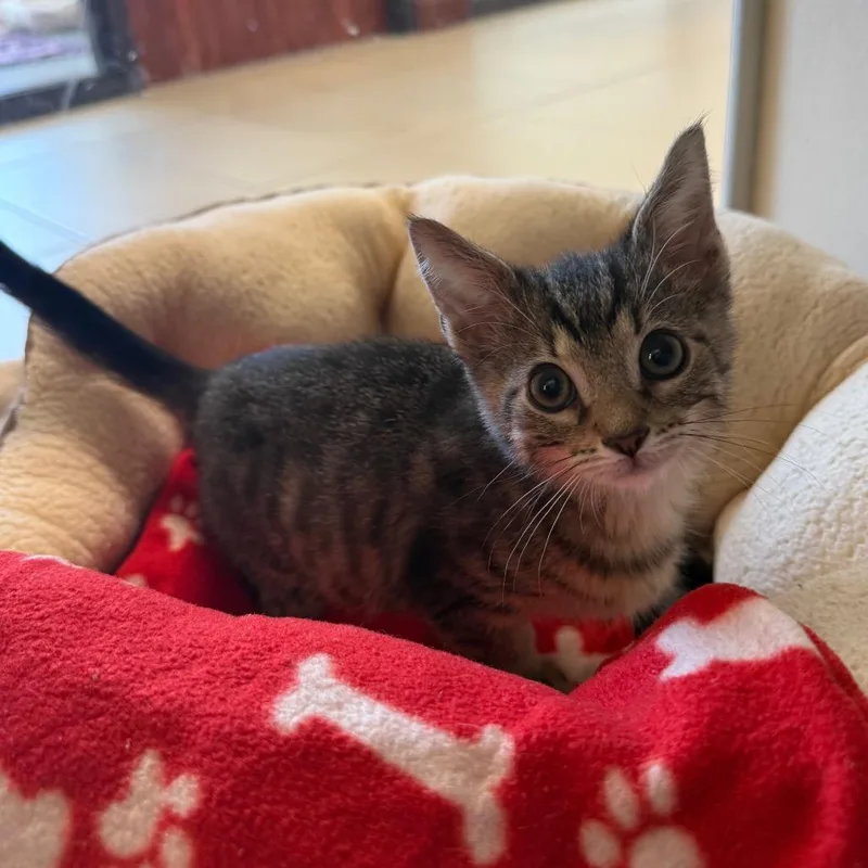 A baby small-sized female Black Domestic Short Hair cat named Letoya for adoption in West Palm Beach, FL