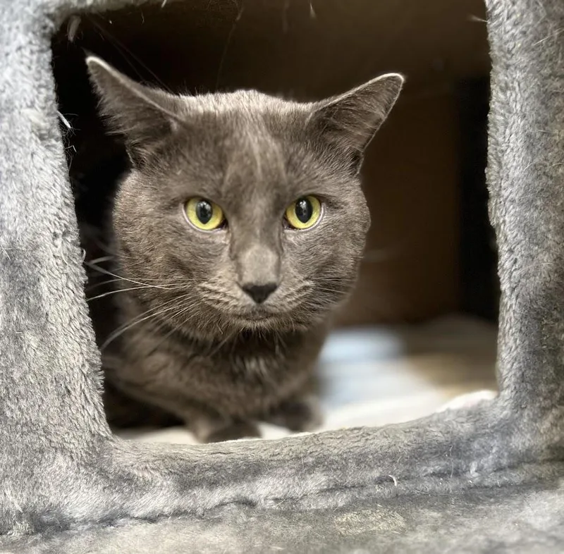 An adult extra large-sized male Gray / Blue / Silver Domestic Short Hair cat named Mr. Gigantic for adoption in New Rochelle, NY