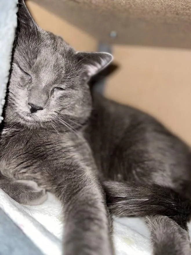 Mr. Gigantic thumbnail 2