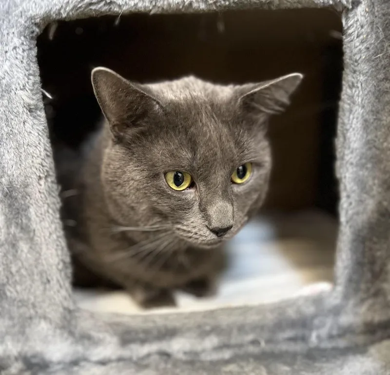 Mr. Gigantic thumbnail 3