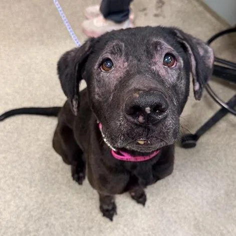 An adult medium-sized female Black Mixed Breed dog named Peach for adoption in Jacksonville, FL