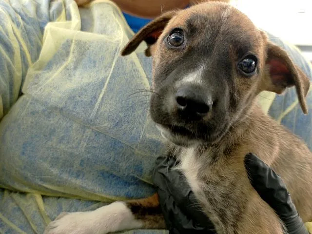 A baby medium-sized male Mixed Breed dog named Elmer for adoption in Dallas, TX