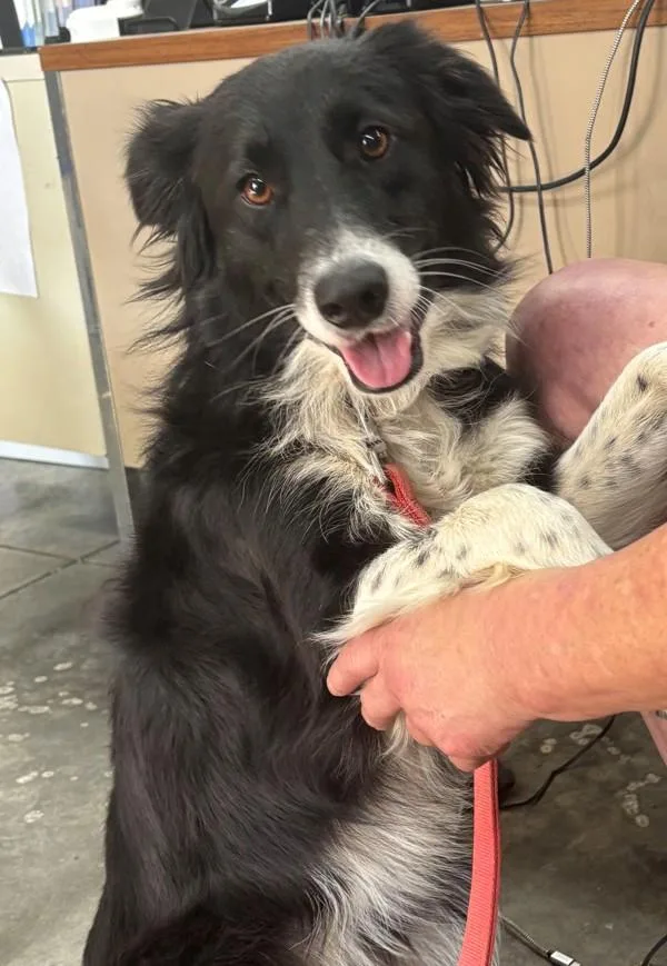 An adult medium-sized female Australian Shepherd dog named Ellie for adoption in Campbellsville, KY