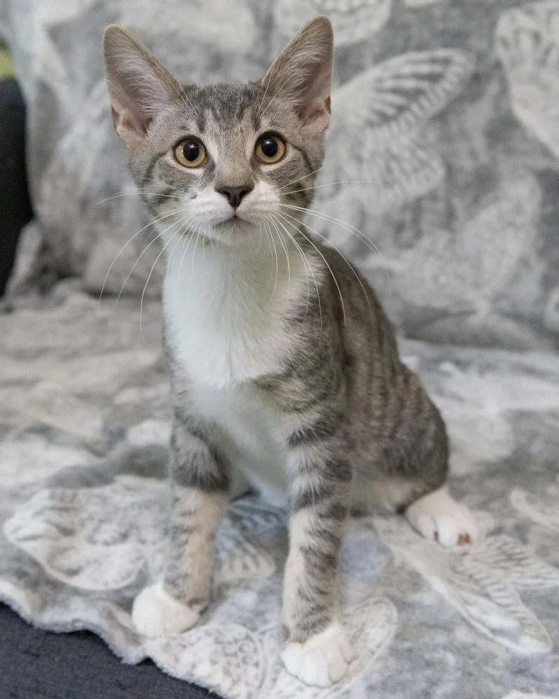 A baby medium-sized male Domestic Short Hair cat named Dumbledore for adoption in Reston, VA