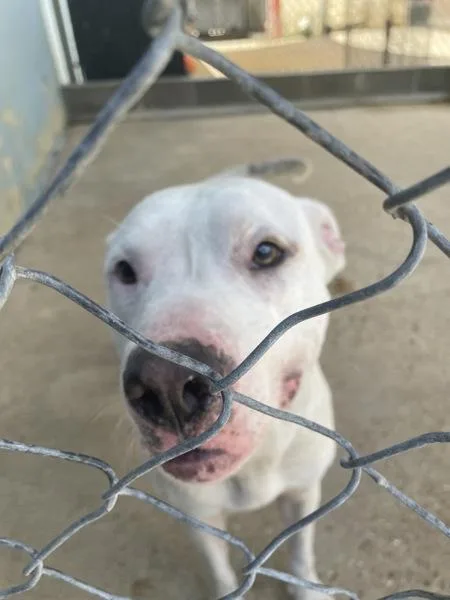 An adult large-sized male Pit Bull Terrier dog named Hayden for adoption in Mobile, AL