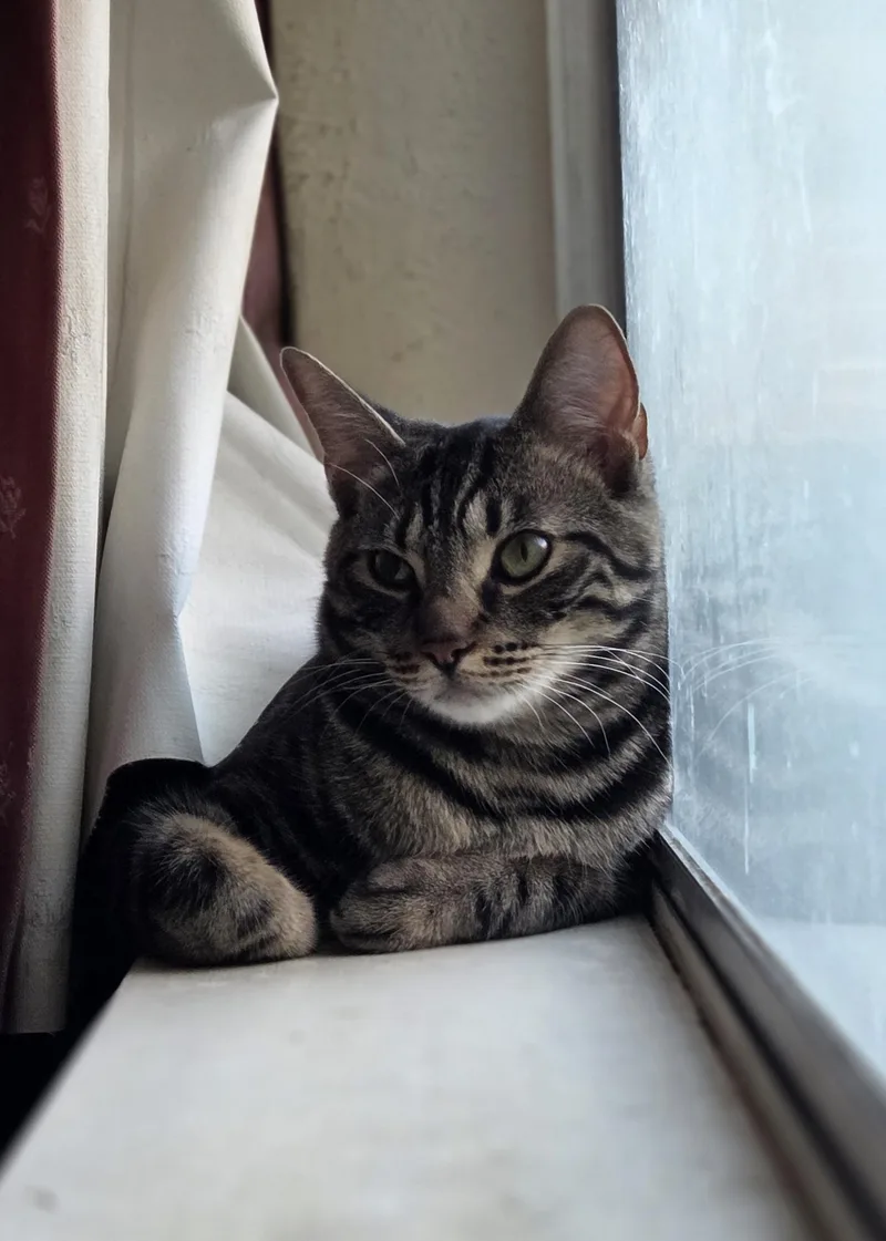 An adult medium-sized male Tabby (Brown / Chocolate) Domestic Short Hair cat named Turtle for adoption in Sacramento, CA