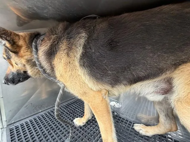 A young large-sized male Mixed Breed dog named Germ for adoption in Dallas, TX