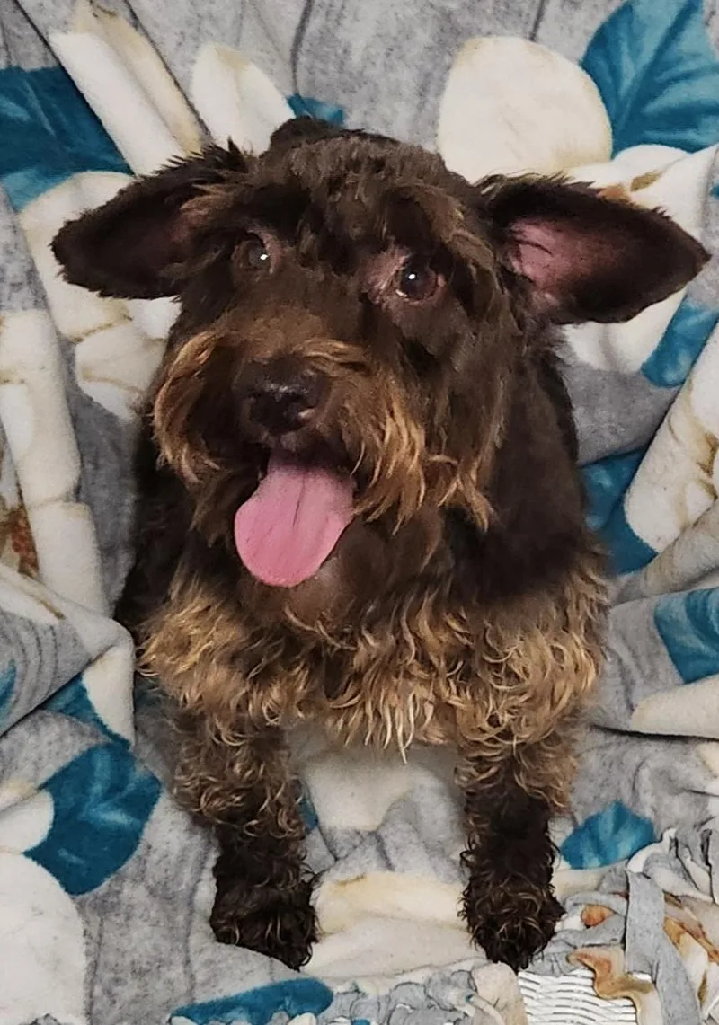 An adult small-sized female Brown / Chocolate Miniature Schnauzer dog named Nutmeg for adoption in Smithfield, PA