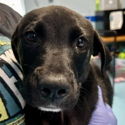 A young small-sized male Mixed Breed dog named Jet for adoption in Poplar Bluff, MO