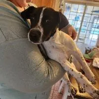 A young medium-sized male Australian Shepherd dog named Keroppi for adoption in Monticello, NY