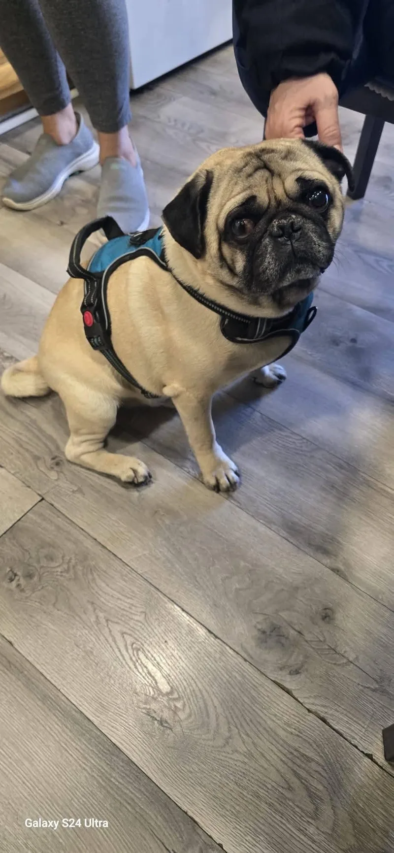 A young medium-sized male Pug dog named Frank for adoption in Tenafly, NJ