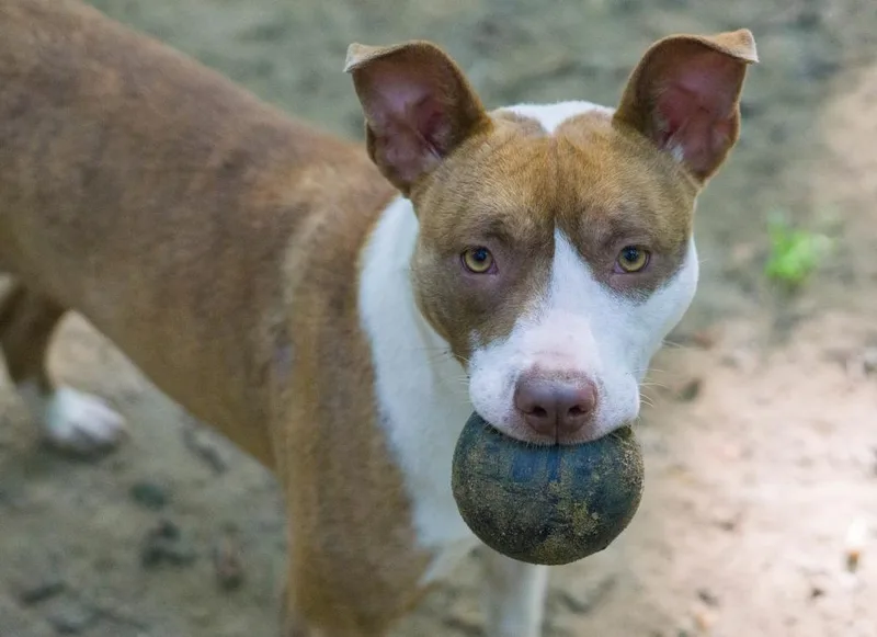 Carmella thumbnail 2