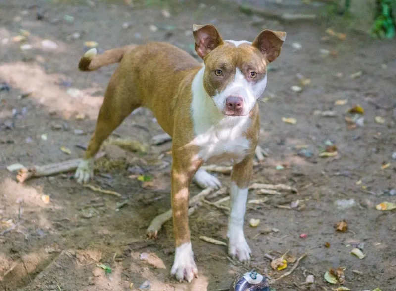 Carmella thumbnail 4