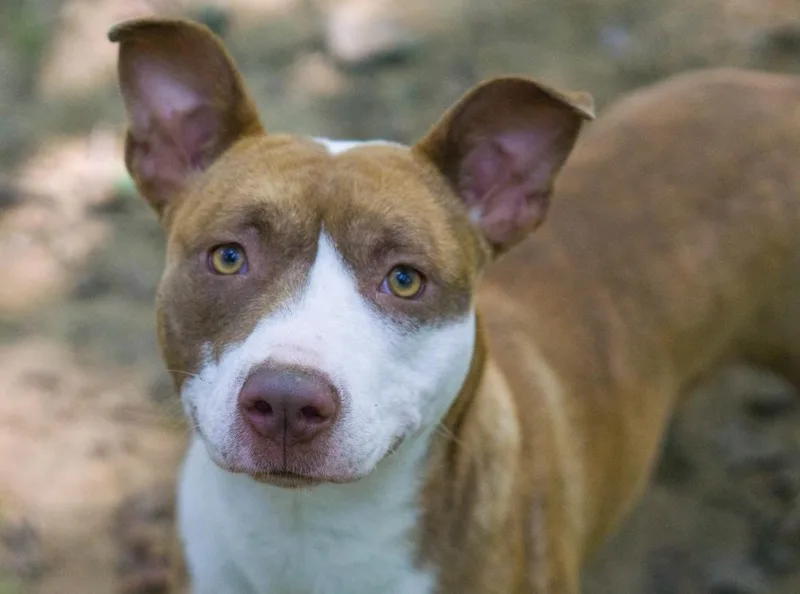 Carmella thumbnail 5