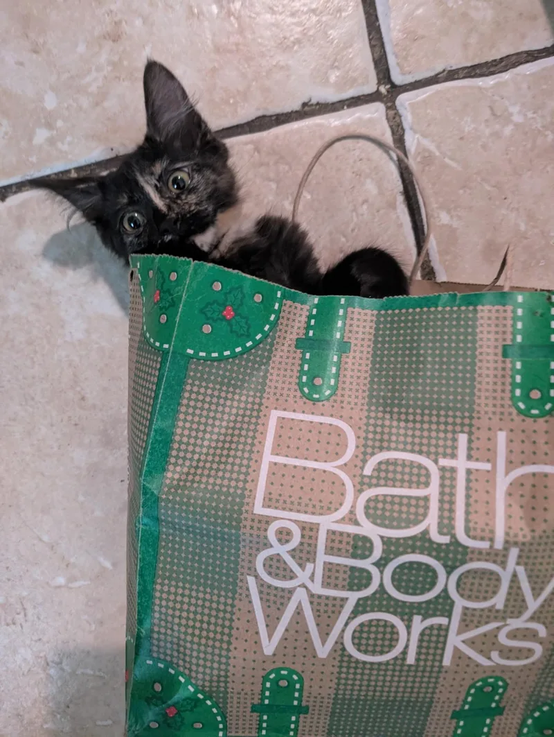 A baby small-sized female Domestic Short Hair cat named Zara for adoption in La Puente, CA
