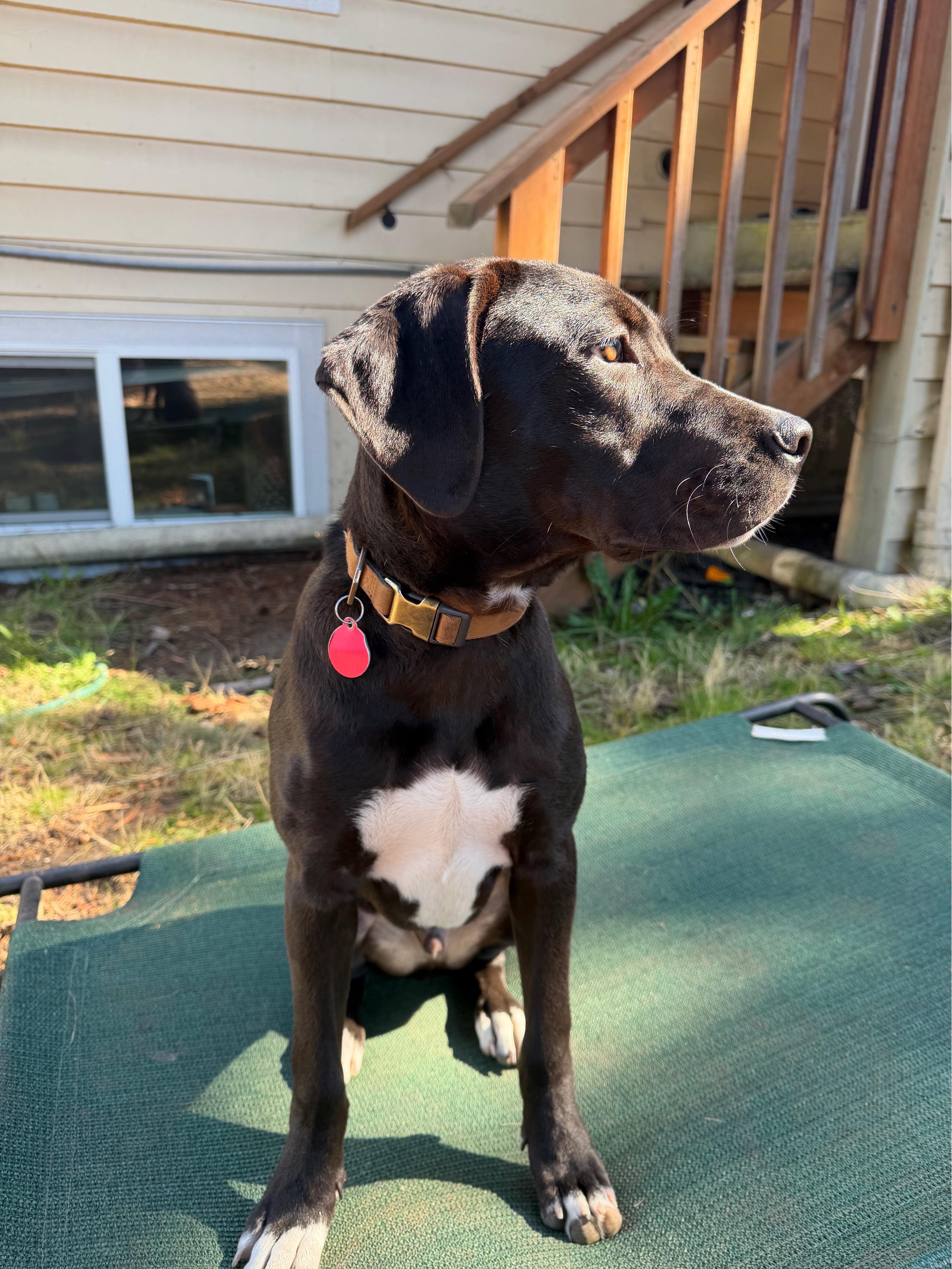 A young medium-sized male Black Labrador Retriever dog named Virgilio for adoption in lynnwood , WA