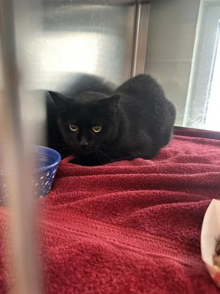 An adult medium-sized female Domestic Short Hair cat named Morticia for adoption in Stratham, NH