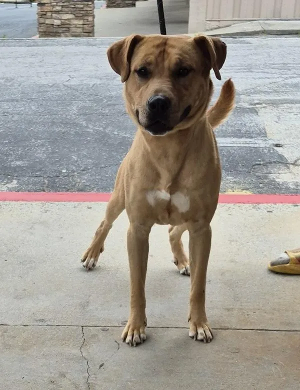 An adult large-sized male Boxer dog named Pen  Kenny for adoption in Lawrenceville, GA