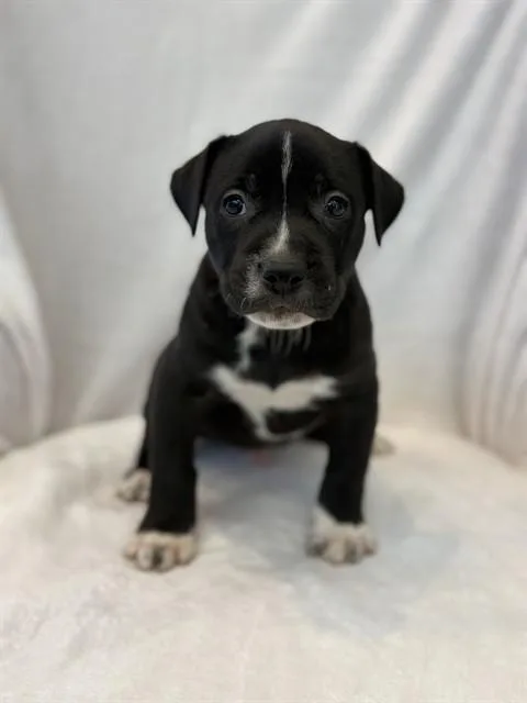 A baby large-sized male Pit Bull Terrier dog named Jellybean for adoption in Forney, TX