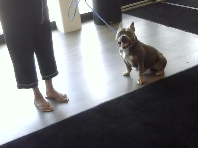 An adult medium-sized male Pit Bull Terrier dog named Croc for adoption in Toledo, OH