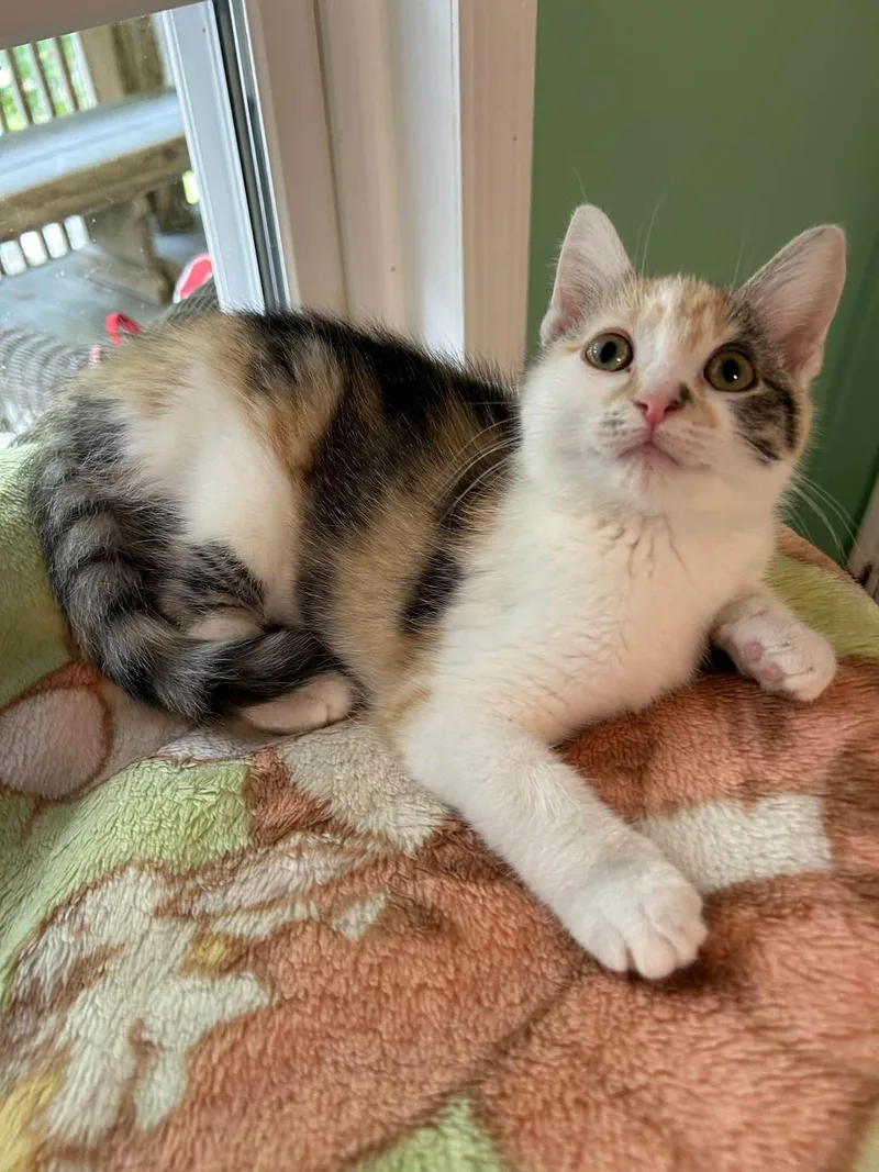 A baby medium-sized female White Domestic Short Hair cat named Spaghetti for adoption in Dellslow, WV