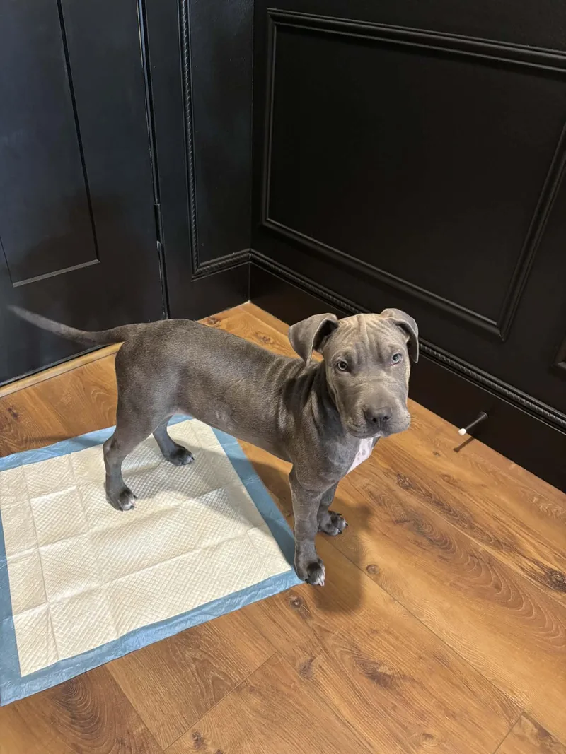 Rookie Al thumbnail 2