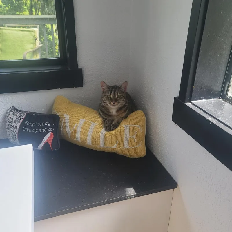 Brooklyn The Transformer Cat thumbnail 4