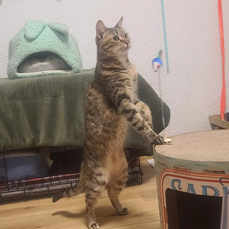 Brooklyn The Transformer Cat thumbnail 5