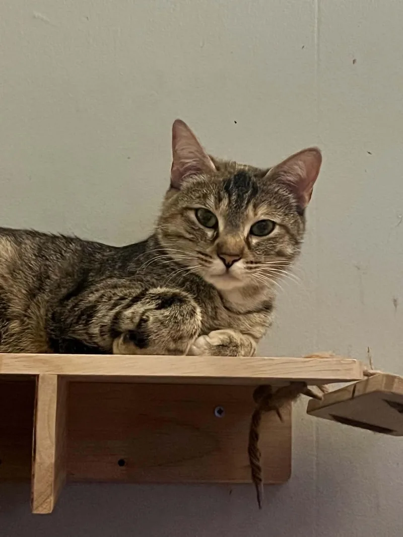 An adult medium-sized female Torbie cat named Maxine for adoption in Omaha, NE