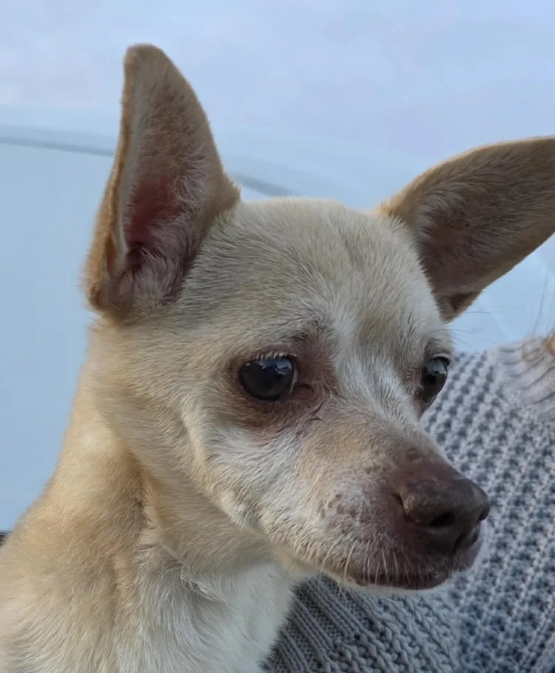 An adult small-sized male Chihuahua dog named Chimichanga for adoption in Mukwonago, WI