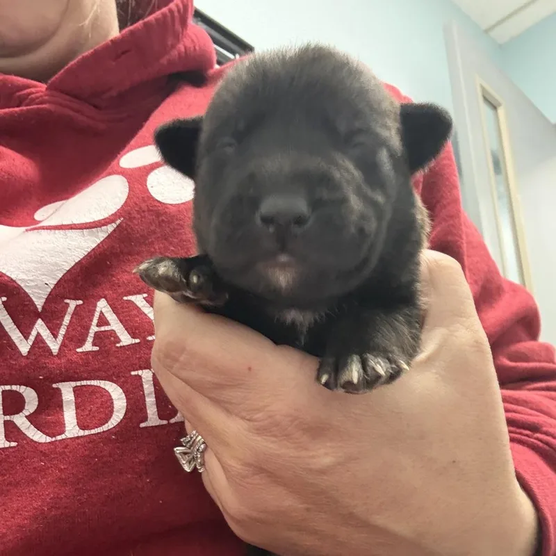 A baby small-sized male Black Pit Bull Terrier dog named Cannas for adoption in East Saint Louis, IL