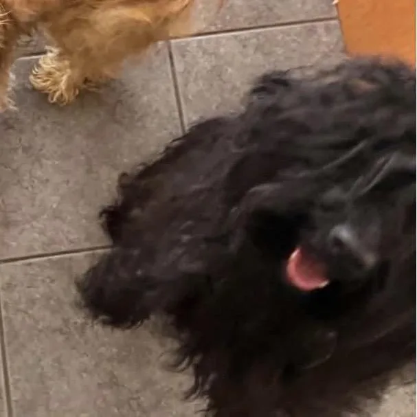 A young small-sized male Black Havanese dog named Legacy for adoption in Las Vegas, NV
