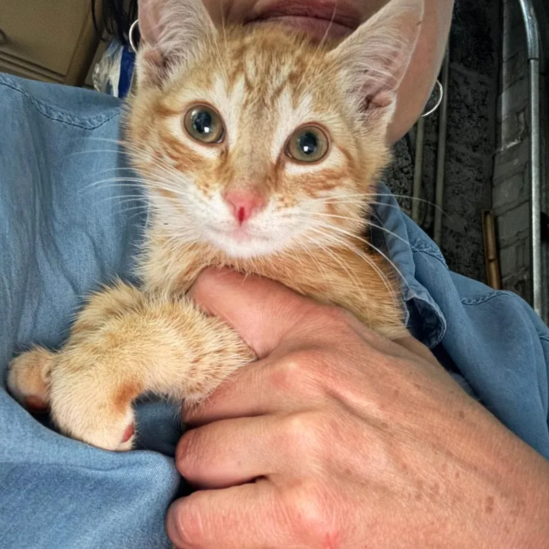 A baby small-sized male Orange / Red Domestic Short Hair cat named James Alexander Malcolm Mackenzie for adoption in Brooklyn, NY