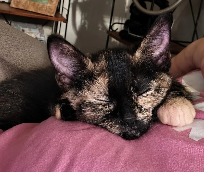 A baby medium-sized female Tortoiseshell Domestic Short Hair cat named Bette Davis for adoption in Seymour, TN