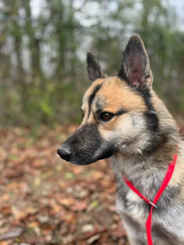 A young medium-sized male Mixed Breed dog named Murphy for adoption in Princeton, IN