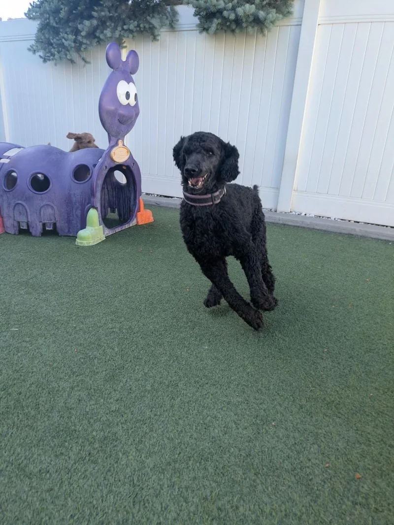 An adult medium-sized female Black Standard Poodle dog named Nora for adoption in Orem, UT