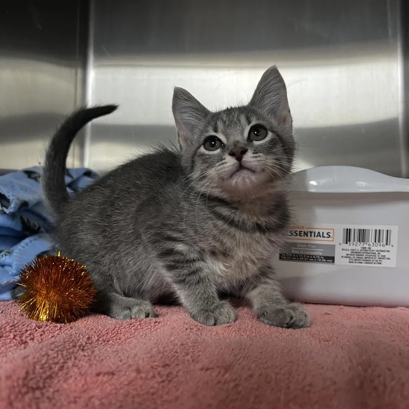 A baby small-sized female Gray / Blue / Silver Domestic Short Hair cat named Dolly for adoption in Harrisville, WV
