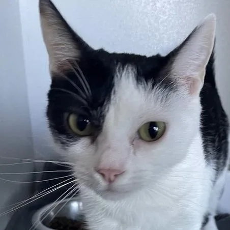 A young small-sized female Domestic Long Hair cat named Pippa for adoption in Hemet, CA