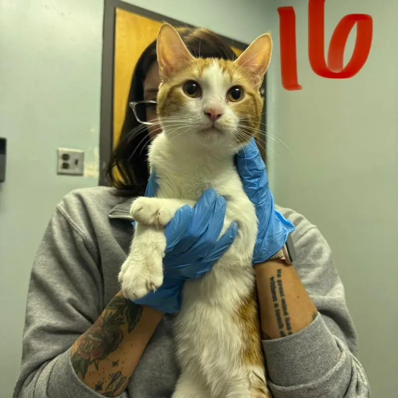 An adult medium-sized male Orange / Red Domestic Short Hair cat named Duke for adoption in Columbia, MO