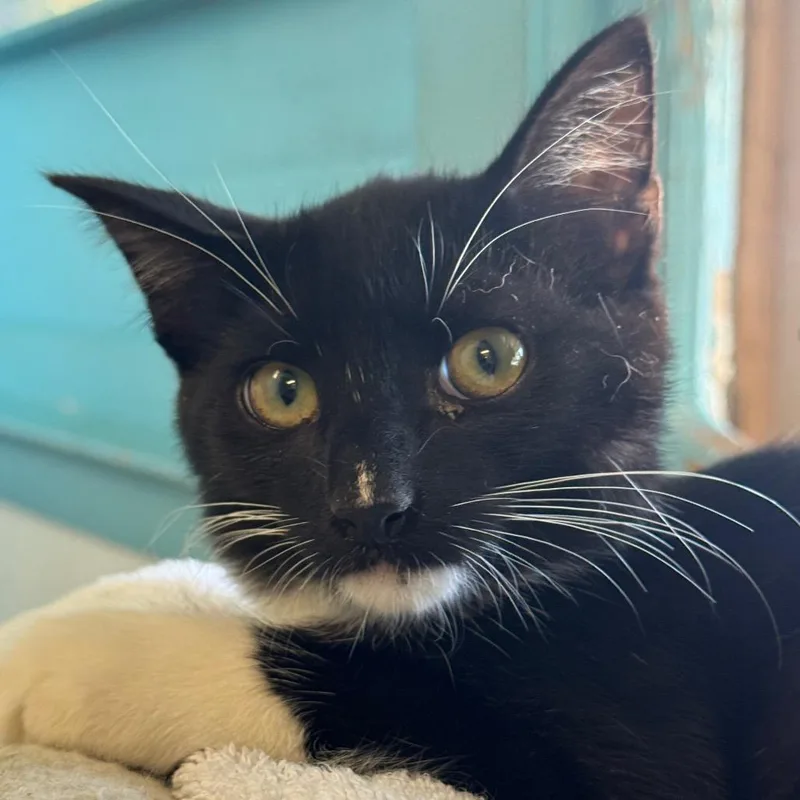 A baby medium-sized female Black Domestic Short Hair cat named Tofu for adoption in Decatur, GA