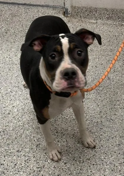 A young large-sized male Black Pit Bull Terrier dog named Preston for adoption in Kansas City, MO