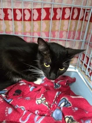 A young large-sized female Domestic Short Hair cat named Raven for adoption in Gainesville, FL