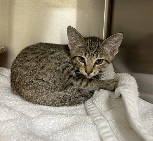 A baby small-sized male Domestic Short Hair cat named Porthos for adoption in Lees Summit, MO