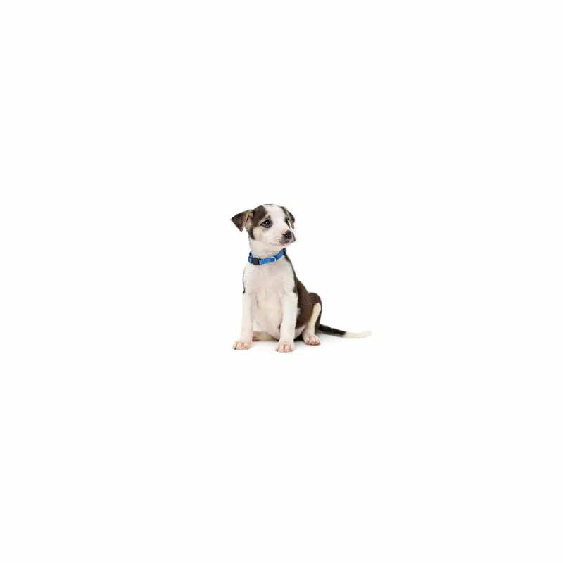 A baby small-sized male White / Cream Mixed Breed dog named Gronk for adoption in Playa Vista, CA