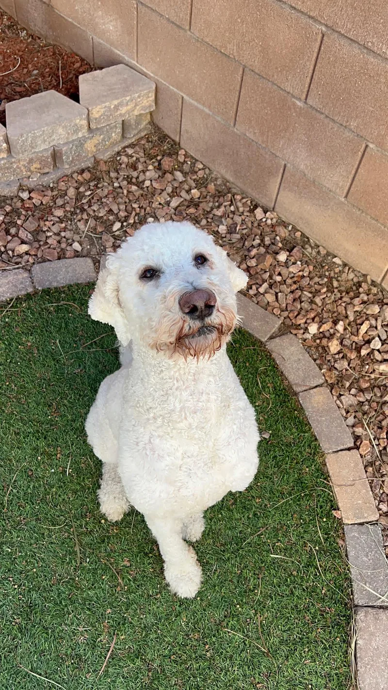 An adult large-sized male White / Cream Labradoodle dog named Rio for adoption in Las Vegas, NV