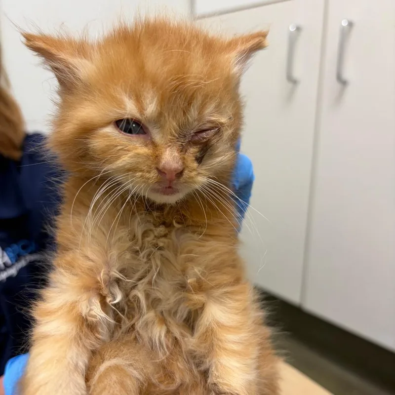 A baby small-sized male Orange / Red Domestic Short Hair cat named 71123 for adoption in Harrisonburg, VA