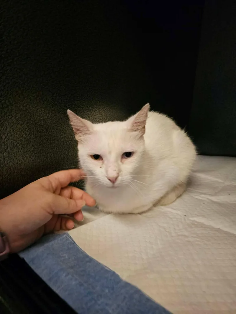 A young medium-sized female Domestic Short Hair cat named Snow White for adoption in Randolph, AL