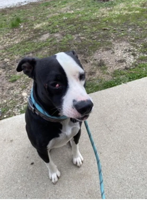 An adult medium-sized male Black Mixed Breed dog named Tatoo for adoption in Terre Haute, IN